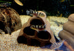 Transvestitenbuntbarsch - Nanochromis transvestitus aqua-teck