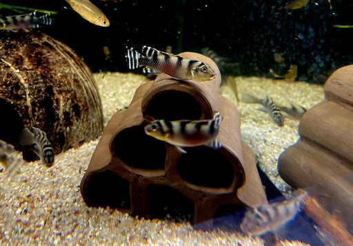 Transvestitenbuntbarsch - Nanochromis transvestitus aqua-teck