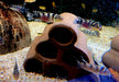 Transvestitenbuntbarsch - Nanochromis transvestitus aqua-teck