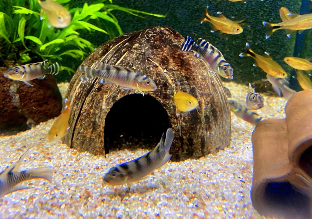 Transvestitenbuntbarsch - Nanochromis transvestitus aqua-teck