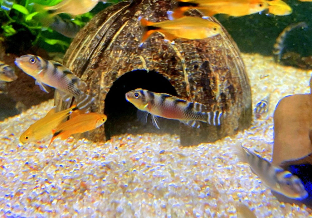Transvestitenbuntbarsch - Nanochromis transvestitus aqua-teck