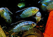 Türkisblauer Tüpfelbuntbarsch - Laetacara curviceps aqua-teck