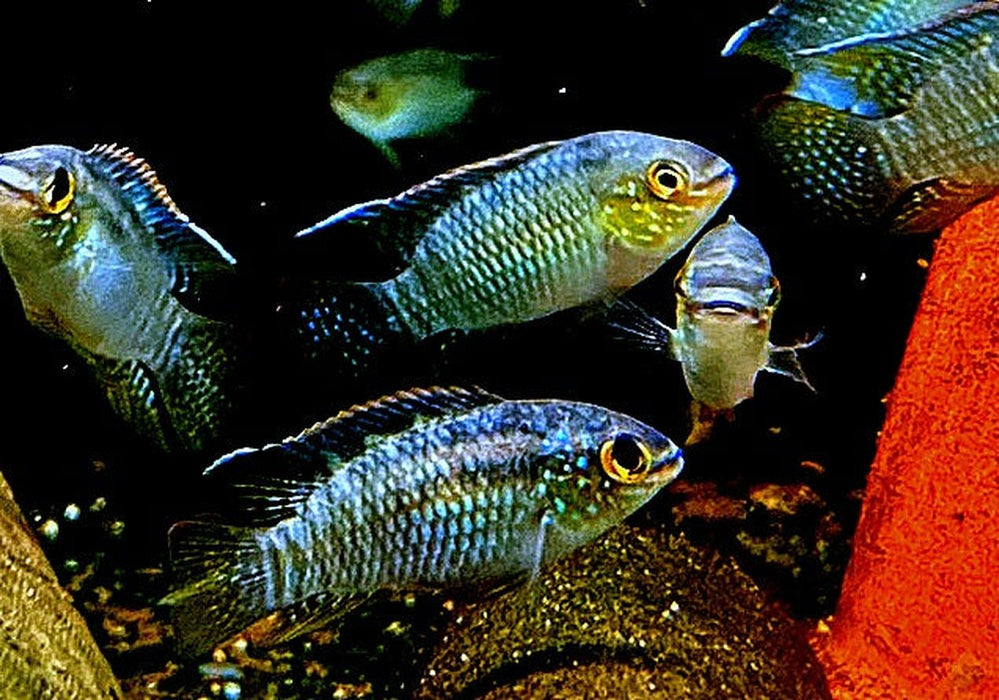 Türkisblauer Tüpfelbuntbarsch - Laetacara curviceps aqua-teck