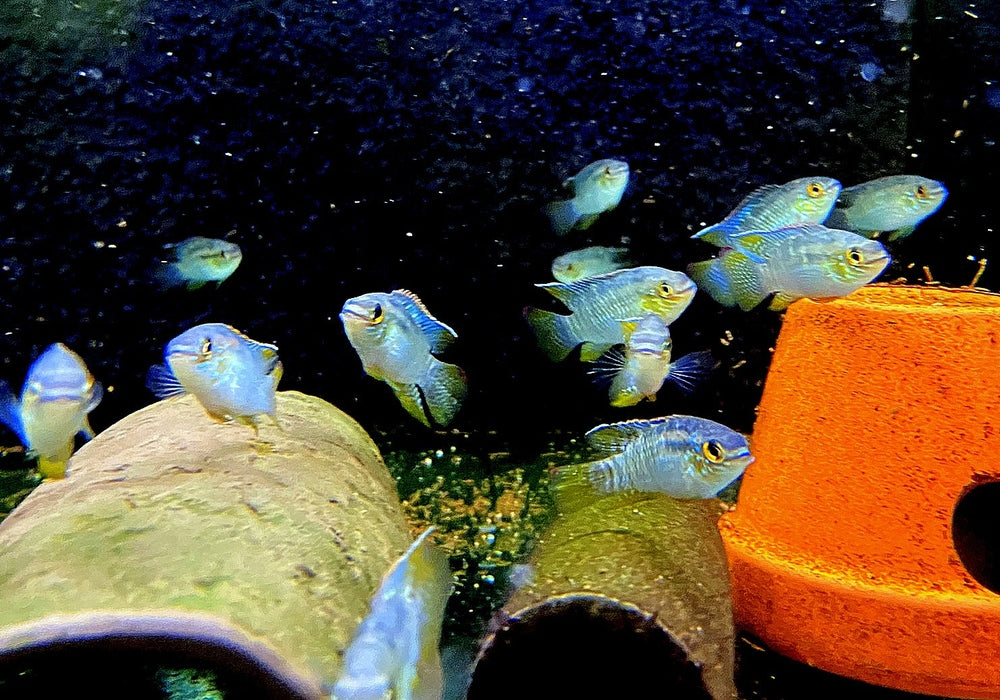 Türkisblauer Tüpfelbuntbarsch L - Laetacara curviceps aqua-teck