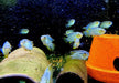 Türkisblauer Tüpfelbuntbarsch L - Laetacara curviceps aqua-teck