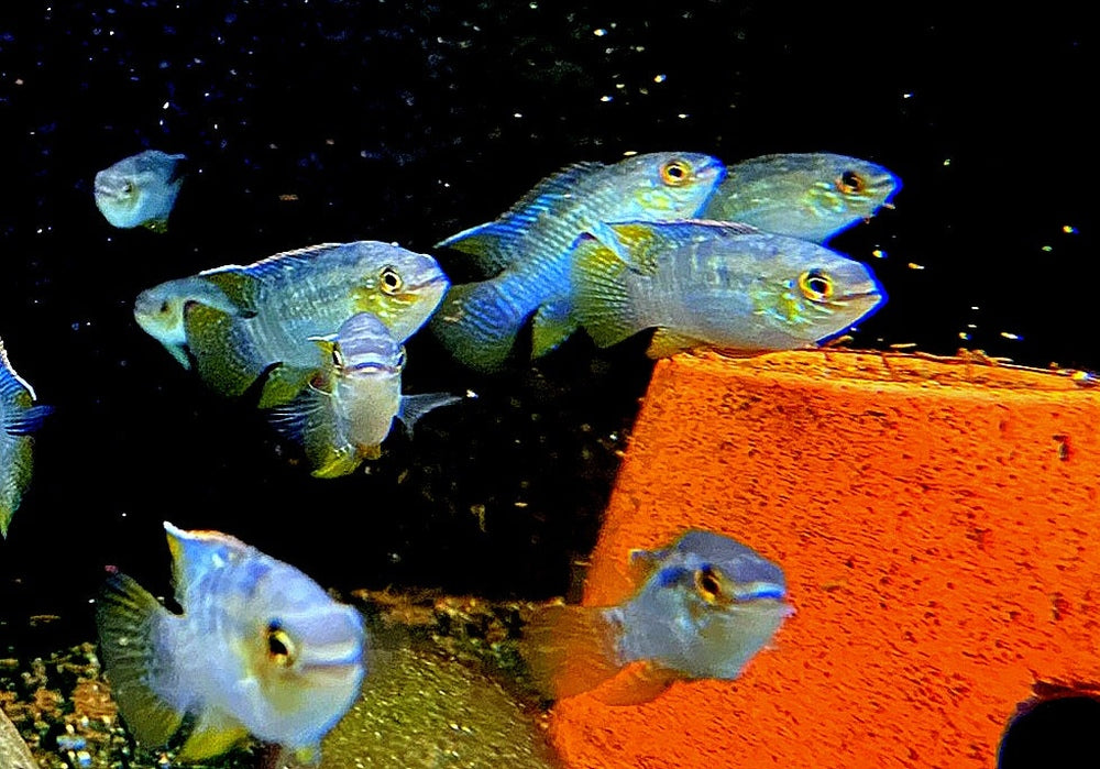 Türkisblauer Tüpfelbuntbarsch - Laetacara curviceps aqua-teck
