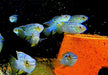 Türkisblauer Tüpfelbuntbarsch - Laetacara curviceps aqua-teck