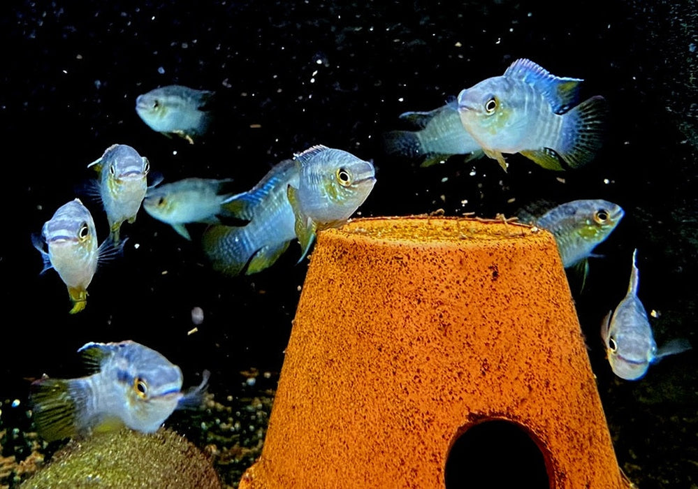 Türkisblauer Tüpfelbuntbarsch L - Laetacara curviceps aqua-teck