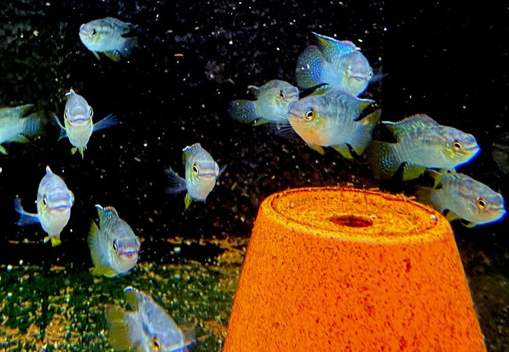 Türkisblauer Tüpfelbuntbarsch L - Laetacara curviceps aqua-teck