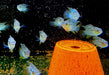 Türkisblauer Tüpfelbuntbarsch L - Laetacara curviceps aqua-teck