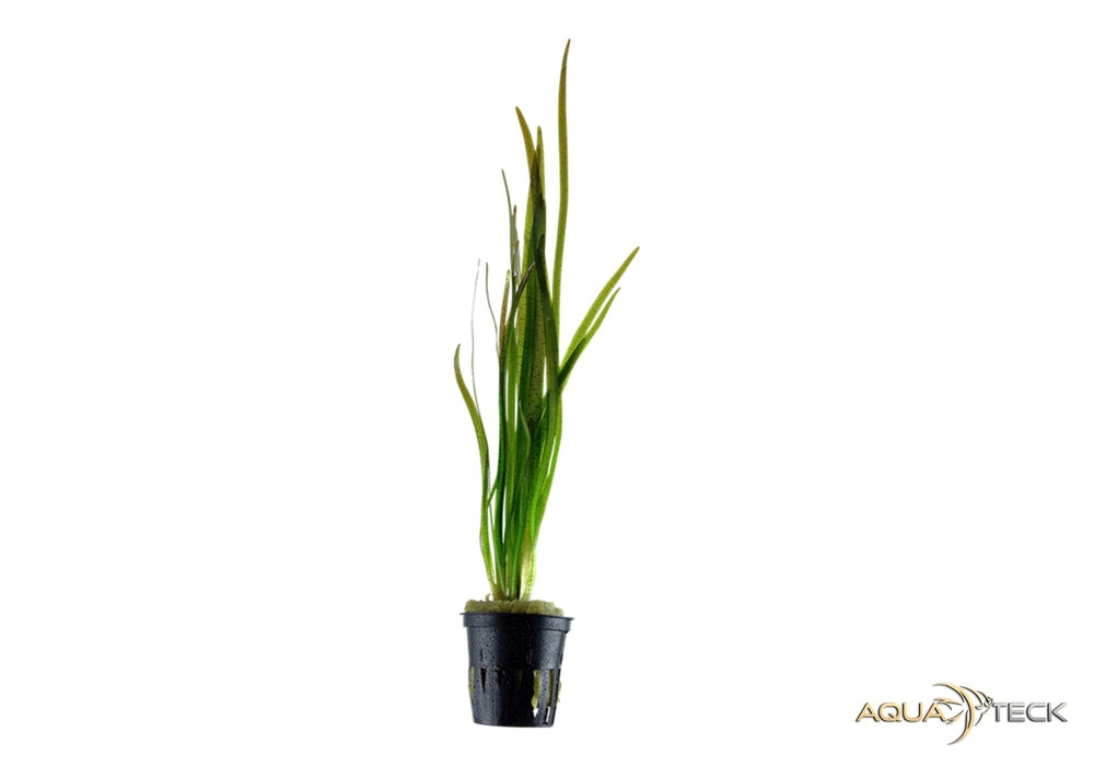 Vallisneria spiralis 'Tiger'