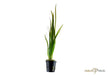 Vallisneria spiralis 'Tiger'
