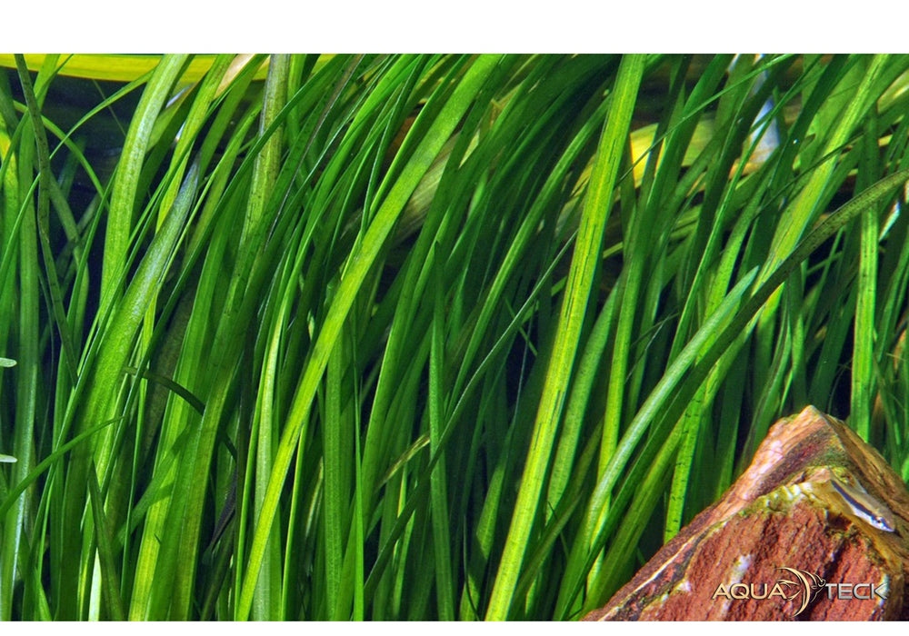 Vallisneria spiralis 'Tiger'