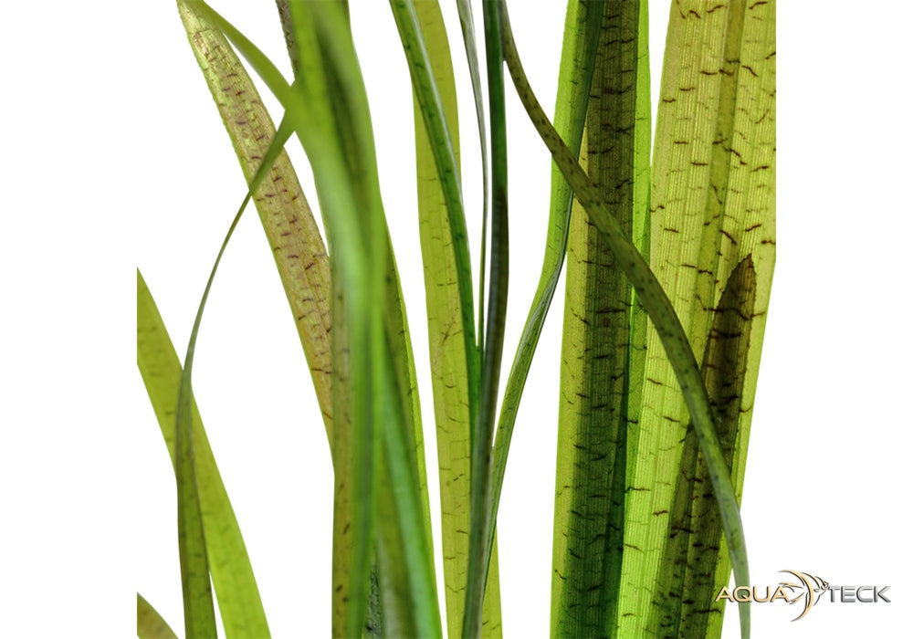 Vallisneria spiralis 'Tiger'