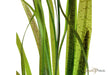 Vallisneria spiralis 'Tiger'