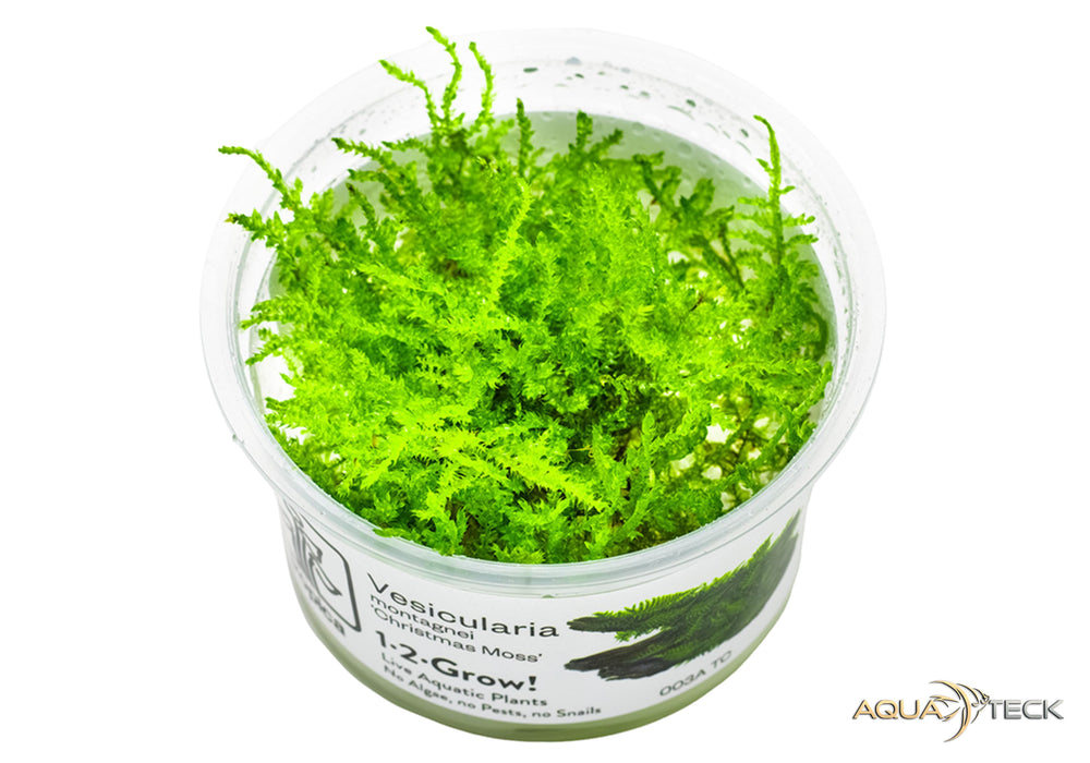 Vesicularia montagnei 'christmas moss' (InVitro)