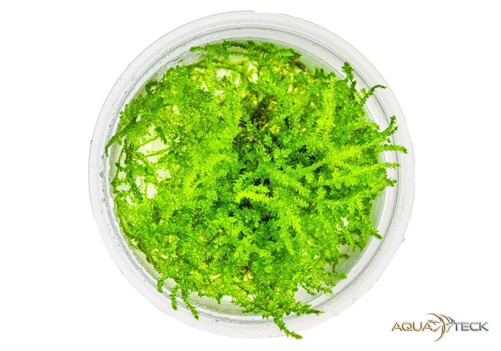 Vesicularia montagnei 'christmas moss' (InVitro)
