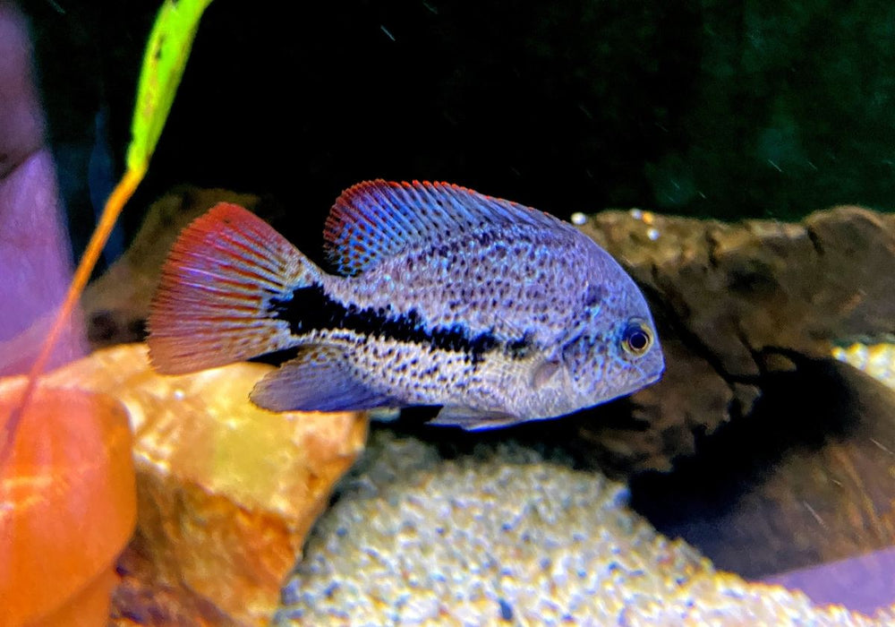 Gürtelbuntbarsch - Vieja zonata aqua-teck