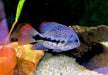 Gürtelbuntbarsch - Vieja zonata aqua-teck