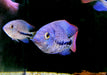 Gürtelbuntbarsch - Vieja zonata aqua-teck