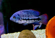 Gürtelbuntbarsch - Vieja zonata aqua-teck