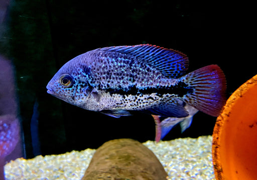 Gürtelbuntbarsch - Vieja zonata aqua-teck