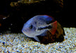 Gürtelbuntbarsch - Vieja zonata aqua-teck
