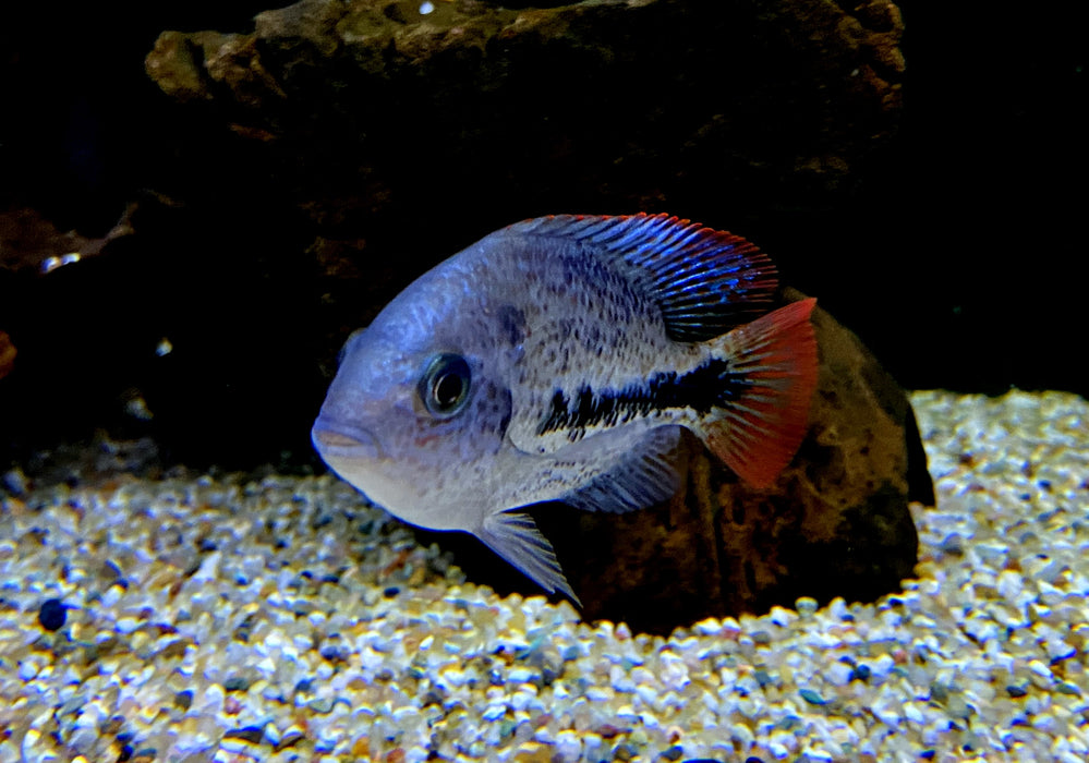 Gürtelbuntbarsch - Vieja zonata aqua-teck