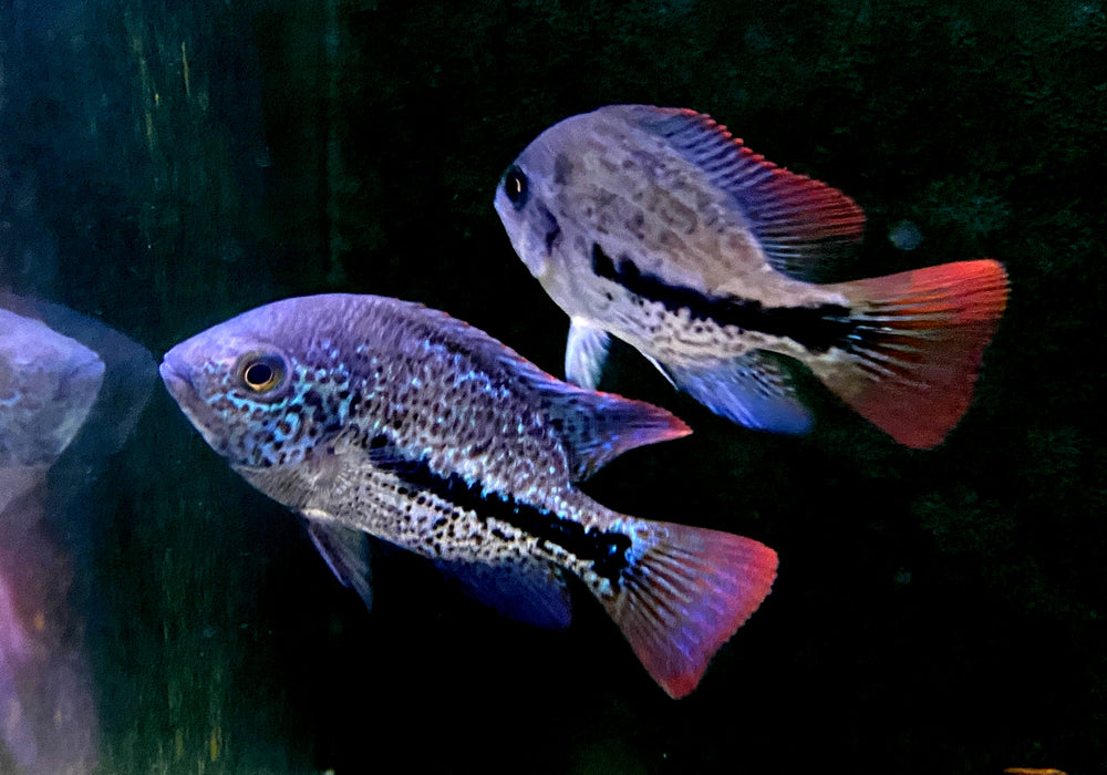 Gürtelbuntbarsch - Vieja zonata aqua-teck