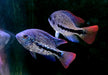 Gürtelbuntbarsch - Vieja zonata aqua-teck