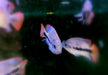 Gürtelbuntbarsch - Vieja zonata aqua-teck