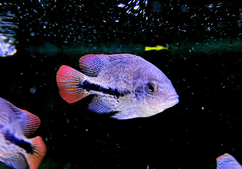 Gürtelbuntbarsch - Vieja zonata aqua-teck