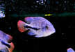 Gürtelbuntbarsch - Vieja zonata aqua-teck