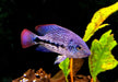 Gürtelbuntbarsch - Vieja zonata aqua-teck