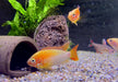 Villavicencio-Zwergbuntbarsch Gold Red Mask - Apistogramma macmasteri