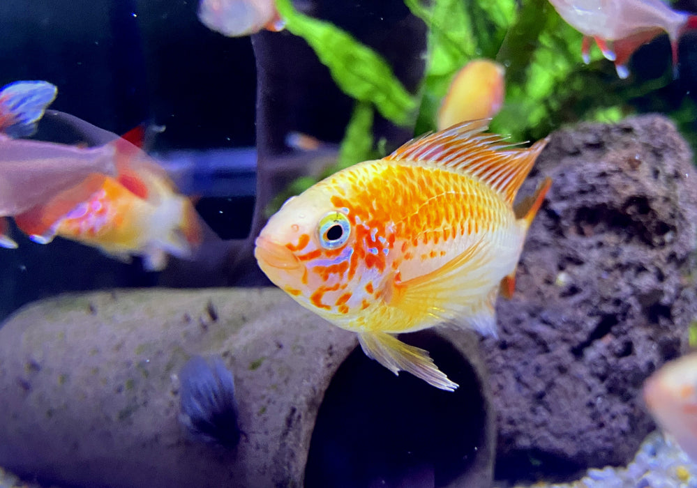 Villavicencio-Zwergbuntbarsch Gold Red Mask - Apistogramma macmasteri
