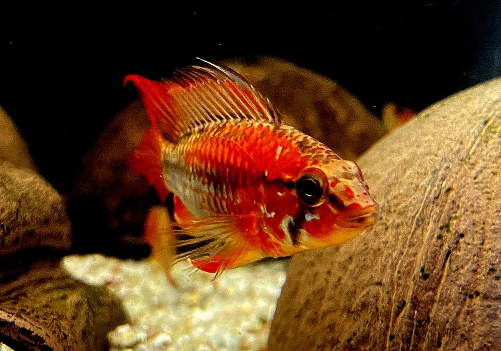 Villavicencio-Zwergbuntbarsch L - Apistogramma macmasteri aqua-teck