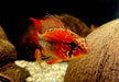 Villavicencio-Zwergbuntbarsch L - Apistogramma macmasteri aqua-teck