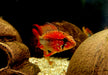 Villavicencio-Zwergbuntbarsch L - Apistogramma macmasteri aqua-teck