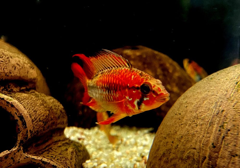 Villavicencio-Zwergbuntbarsch L - Apistogramma macmasteri aqua-teck