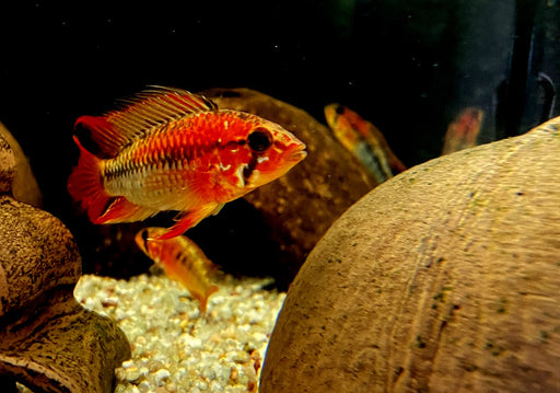 Villavicencio-Zwergbuntbarsch L - Apistogramma macmasteri aqua-teck
