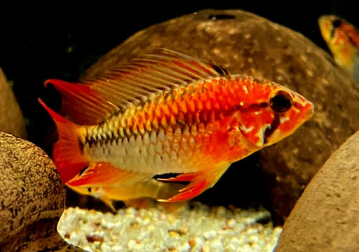 Villavicencio-Zwergbuntbarsch L - Apistogramma macmasteri aqua-teck