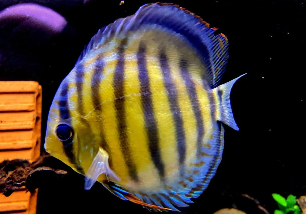 WF-Diskus Green Tefé - Symphysodon aequifasciatus