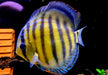 WF-Diskus Green Tefé - Symphysodon aequifasciatus