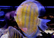 WF-Diskus Green Tefé - Symphysodon aequifasciatus