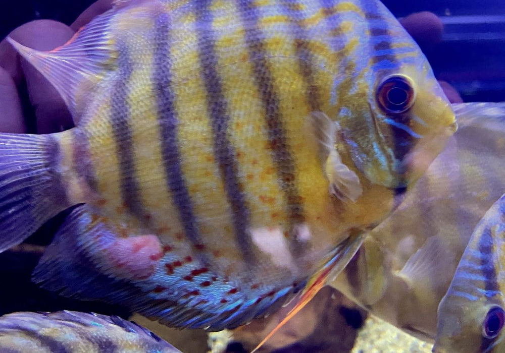 WF-Diskus Green Tefé - Symphysodon aequifasciatus