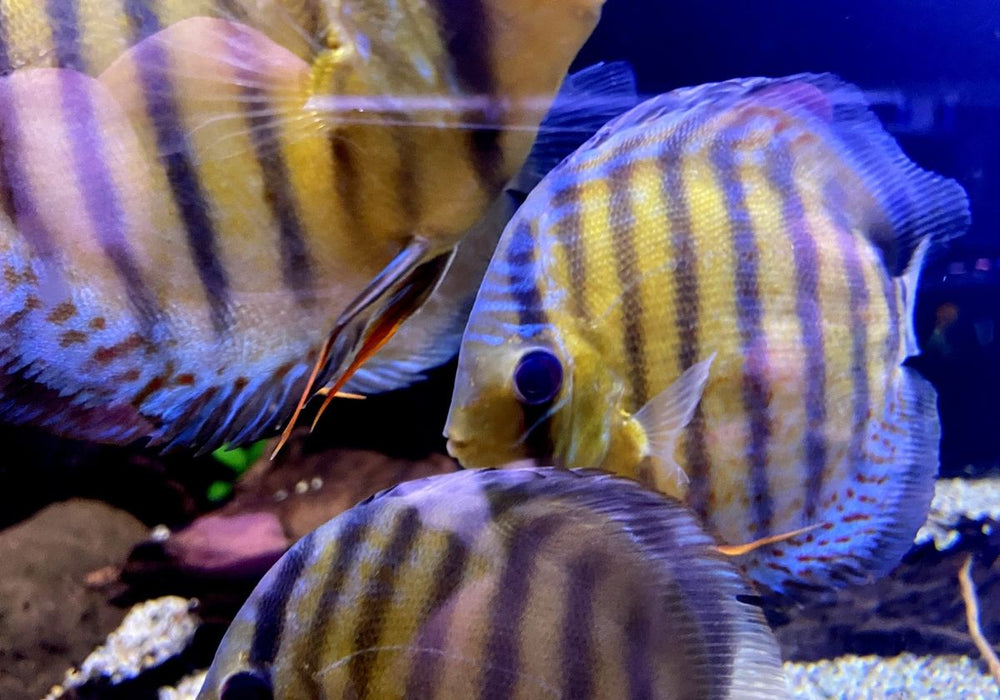WF-Diskus Green Tefé - Symphysodon aequifasciatus