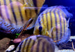 WF-Diskus Green Tefé - Symphysodon aequifasciatus