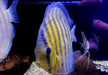 WF-Diskus Green Tefé - Symphysodon aequifasciatus