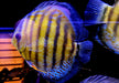 WF-Diskus Green Tefé - Symphysodon aequifasciatus